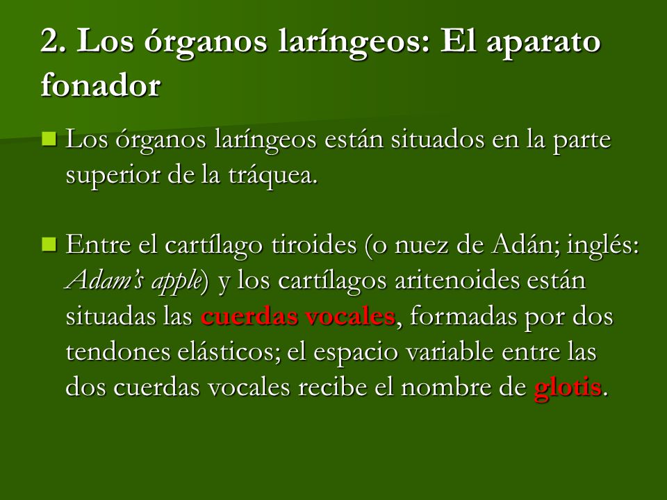 Donde estan situadas las cuerdas vocales Donde estan situadas las cuerdas vocales